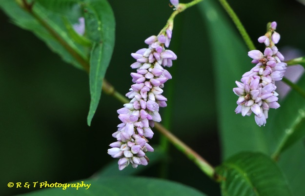 {Persicaria pensylvanica}